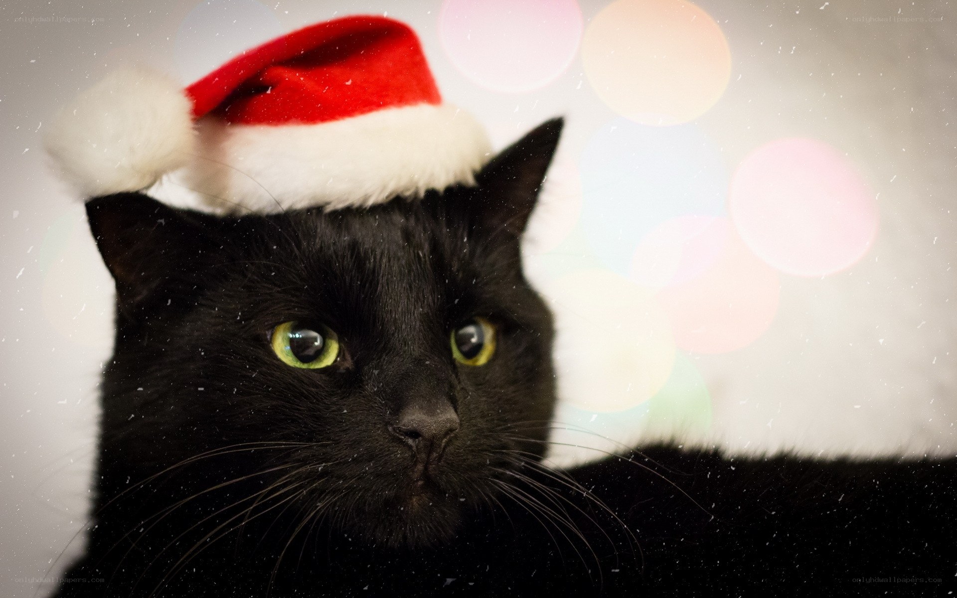 black cat in santa hat