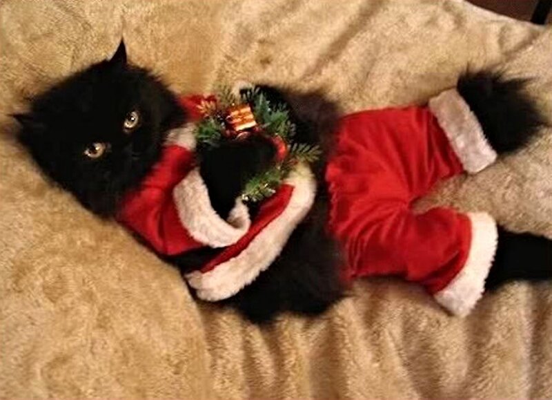 Black Cat in Santa Suit