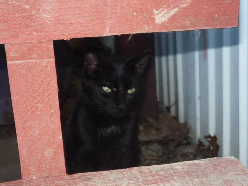 Black Cat in Shelter