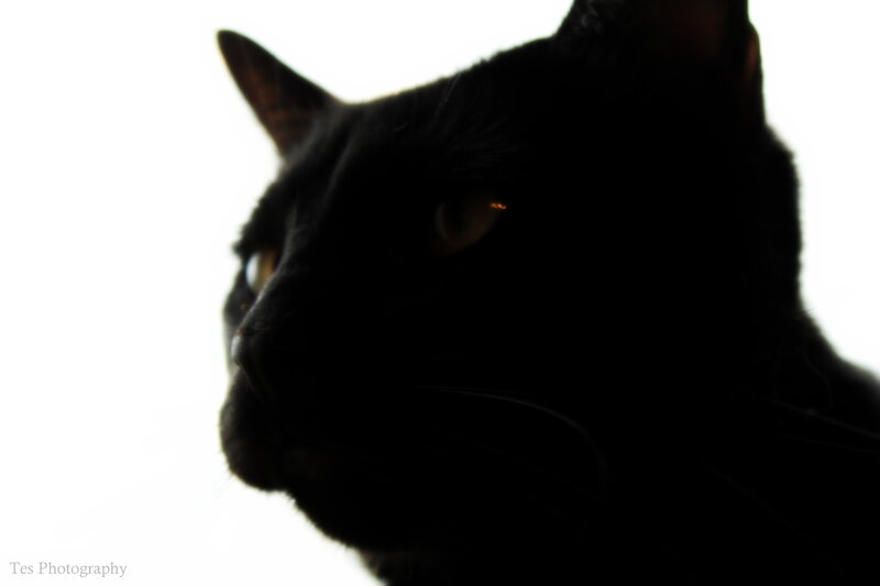 Black Cat in Silhouette