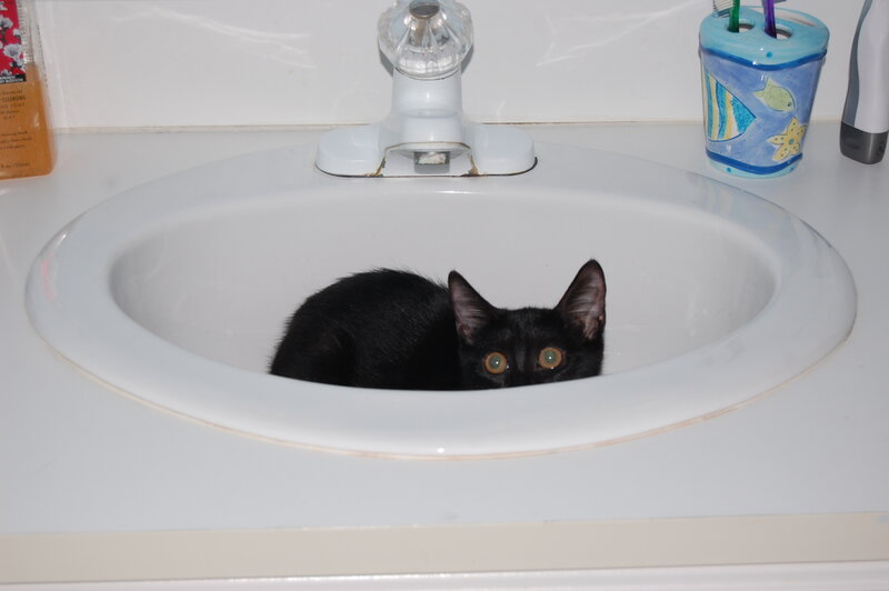 black cat in sink