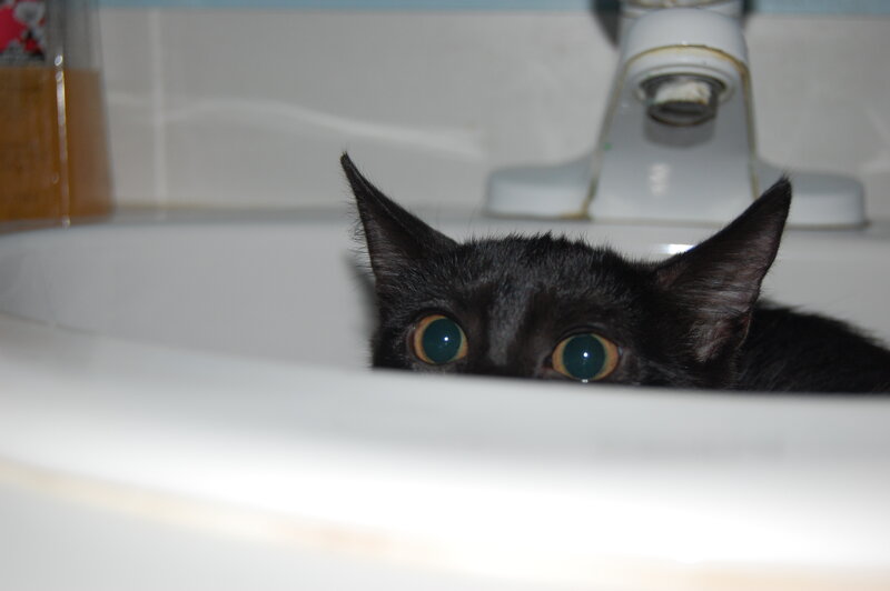 black cat in sink