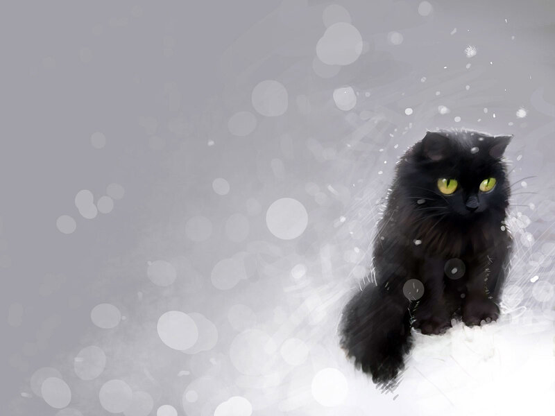 black cat in snow