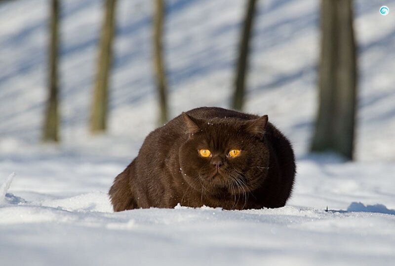 Black Cat in Snow — Brown