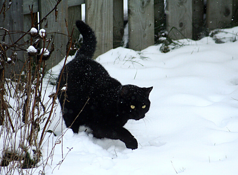 Black Cat in Snow — Calm