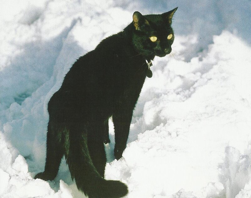Black Cat in Snow — Calm, Winter, Photograph, Collar