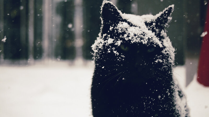 Black Cat in Snow — Calm, Winter, Photograph, Forest