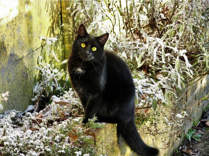 Black Cat in Snow — Calm, Winter, Photograph, Plants