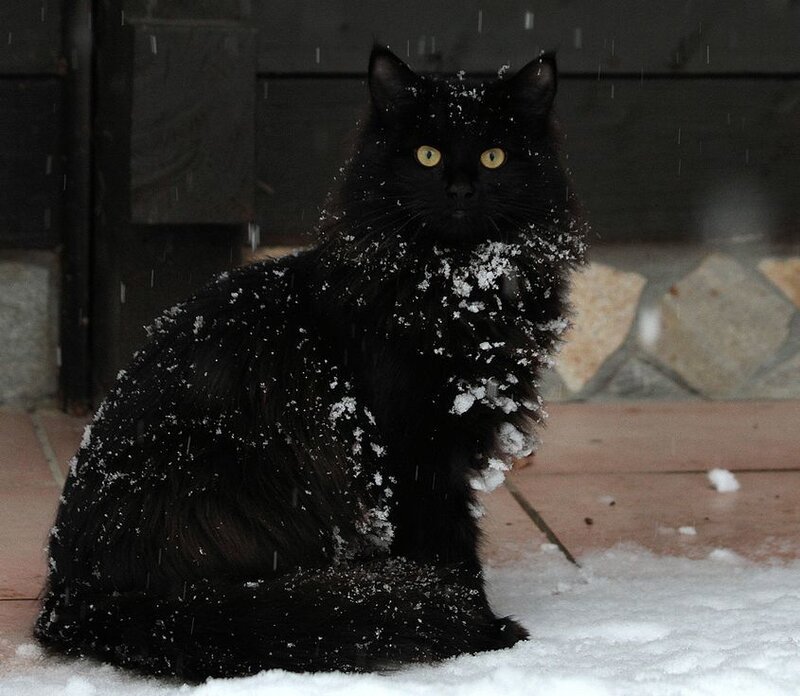 Black Cat in Snow — Calm, Winter, Photograph