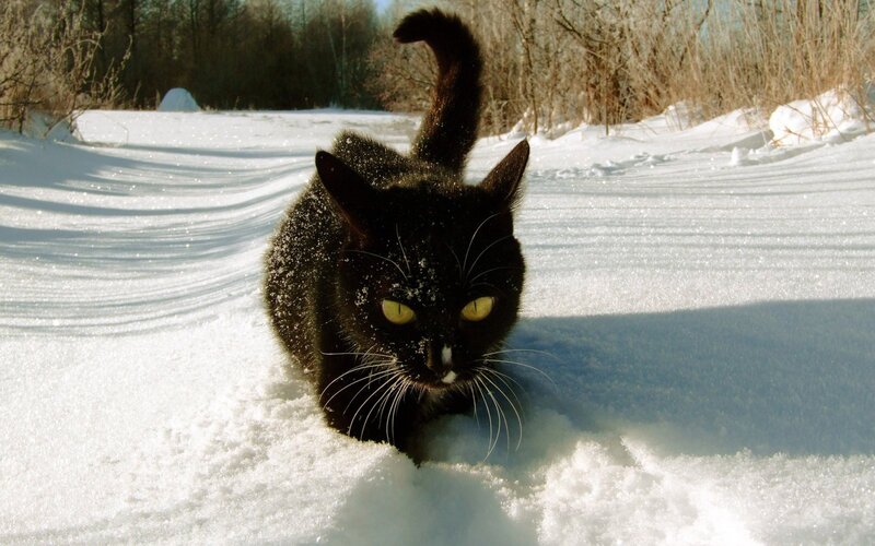 Black Cat in Snow — Dramatic