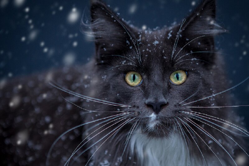 Black Cat in Snow — Dramatic, Winter, Photograph