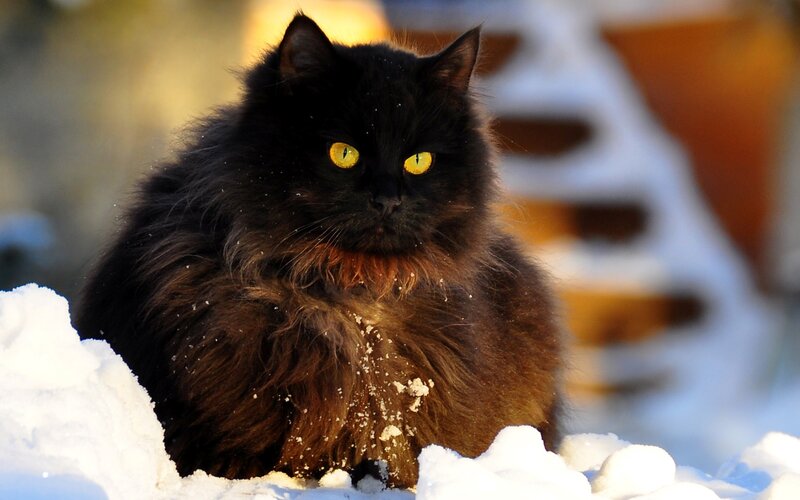 Black Cat in Snow — Dramatic, Winter