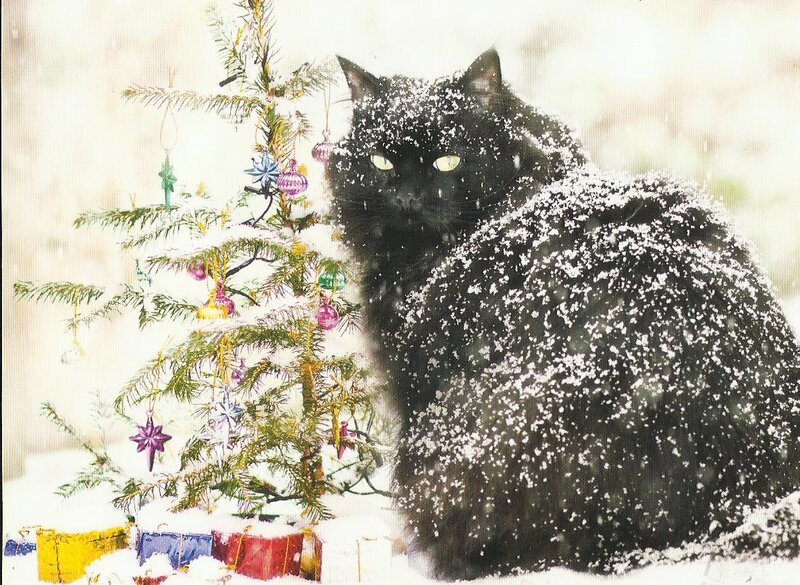 Black Cat in Snow — Festive, Winter