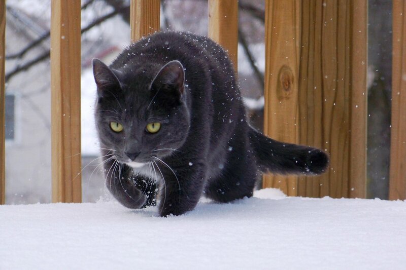 Black Cat in Snow — Gray