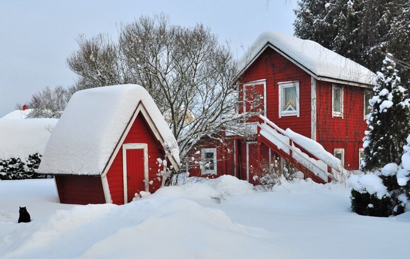Black Cat in Snow — Red