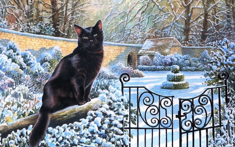 Black Cat in Snow — Serene, Winter