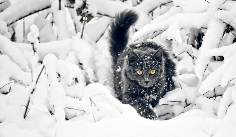 Black Cat in Snow — White, Alert, Winter