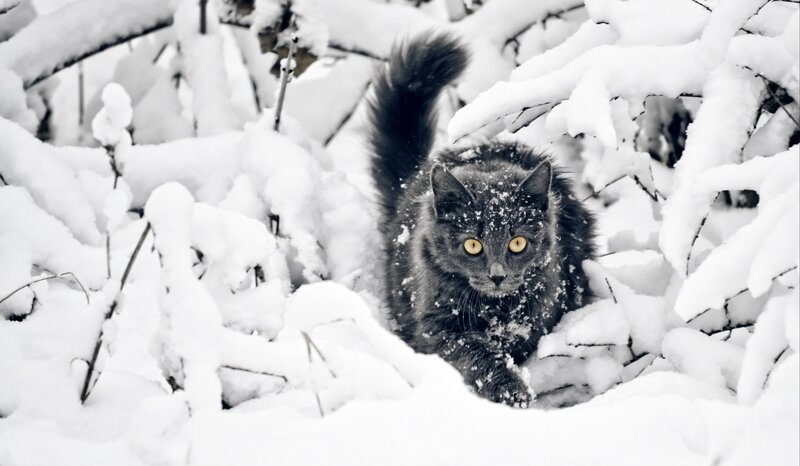 Black Cat in Snow — White, Calm, Winter, Photograph, Branches