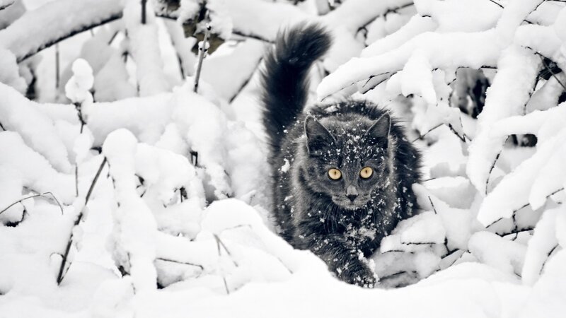 Black Cat in Snow — White, Calm, Winter, Photograph