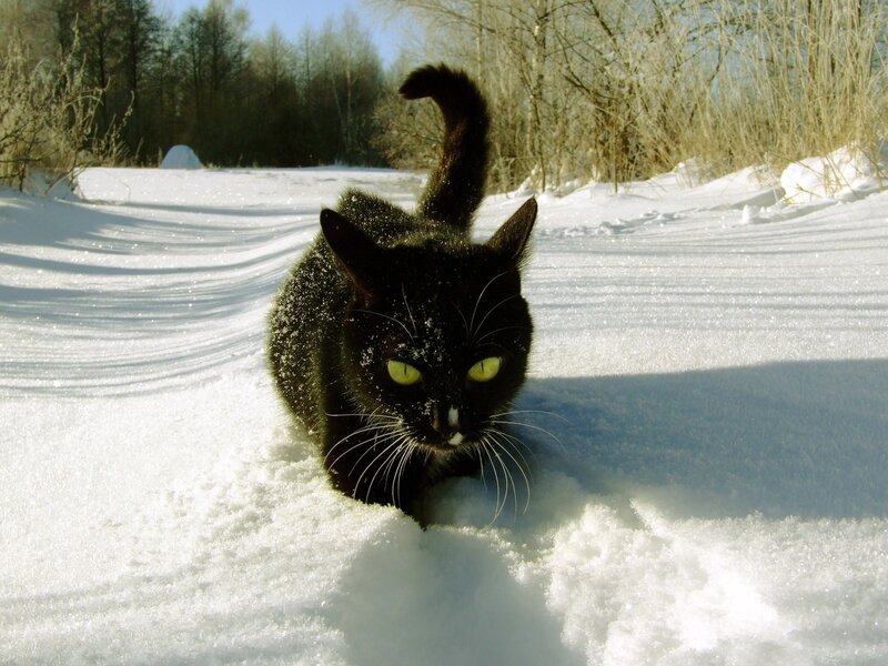 Black Cat in Snow — White, Calm, Winter, Photograph, Trees