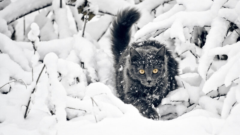 Black Cat in Snow — White, Calm, Winter