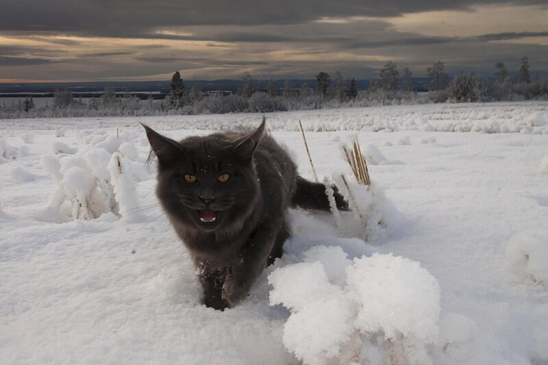 Black Cat in Snow — White, Dramatic