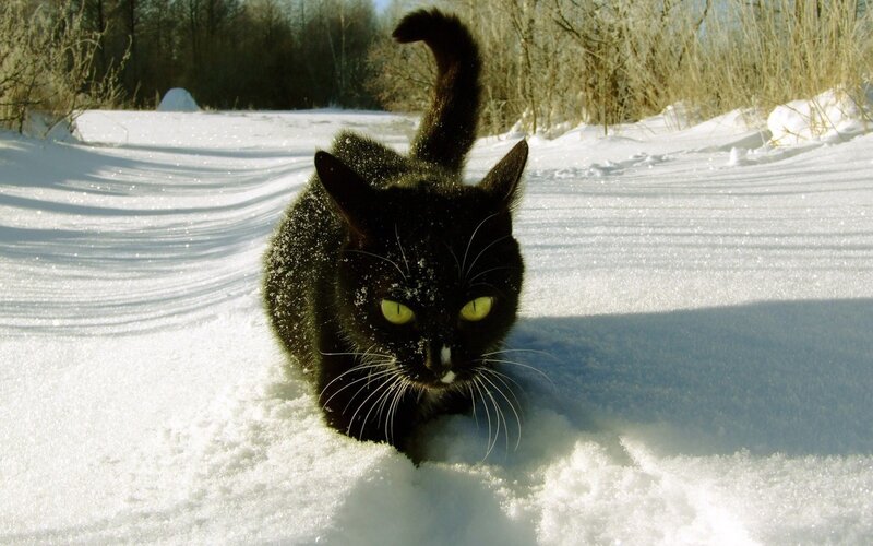 Black Cat in Snow — White, Dramatic, Winter