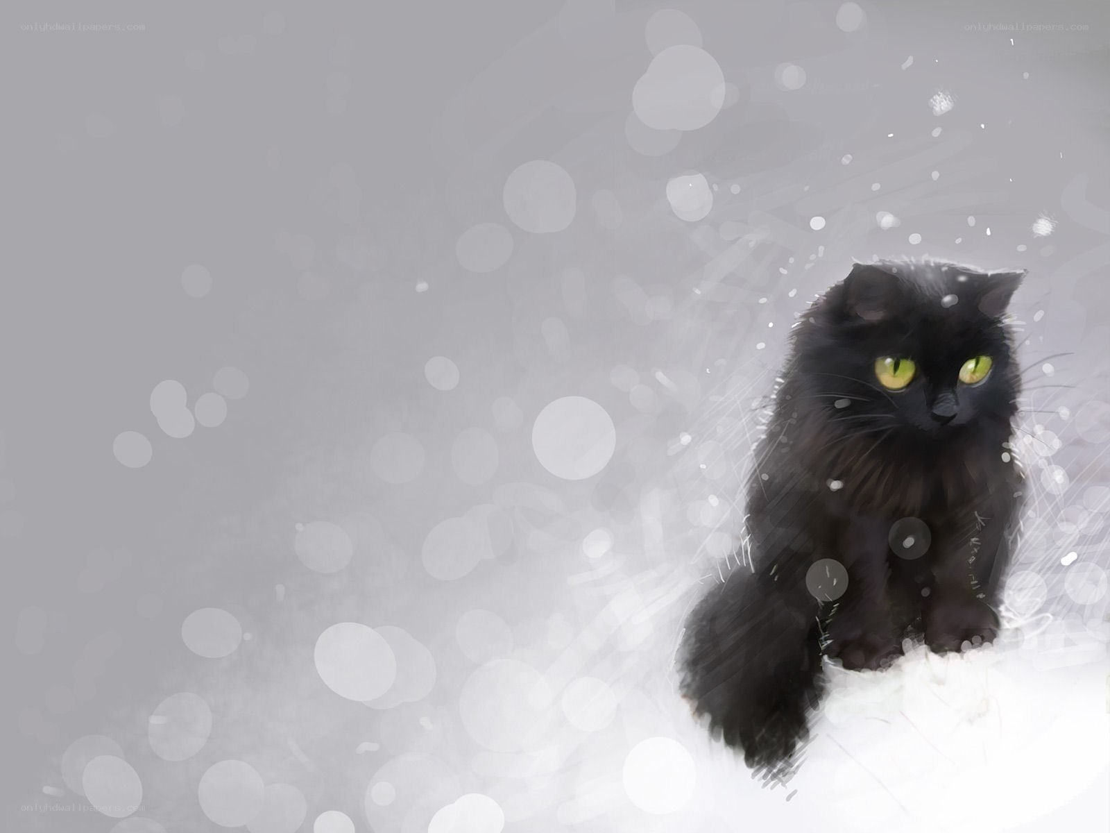 black cat in snowstorm