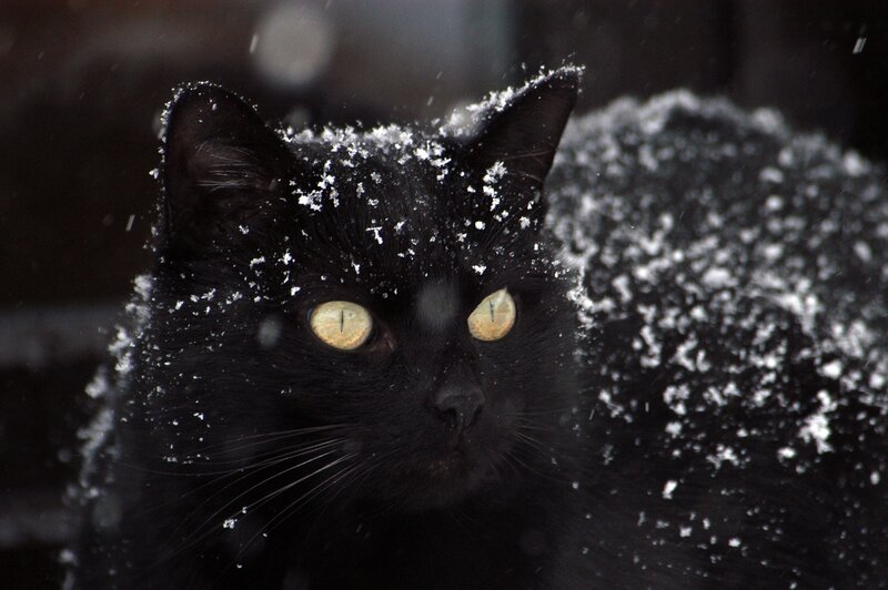 black cat in snowstorm