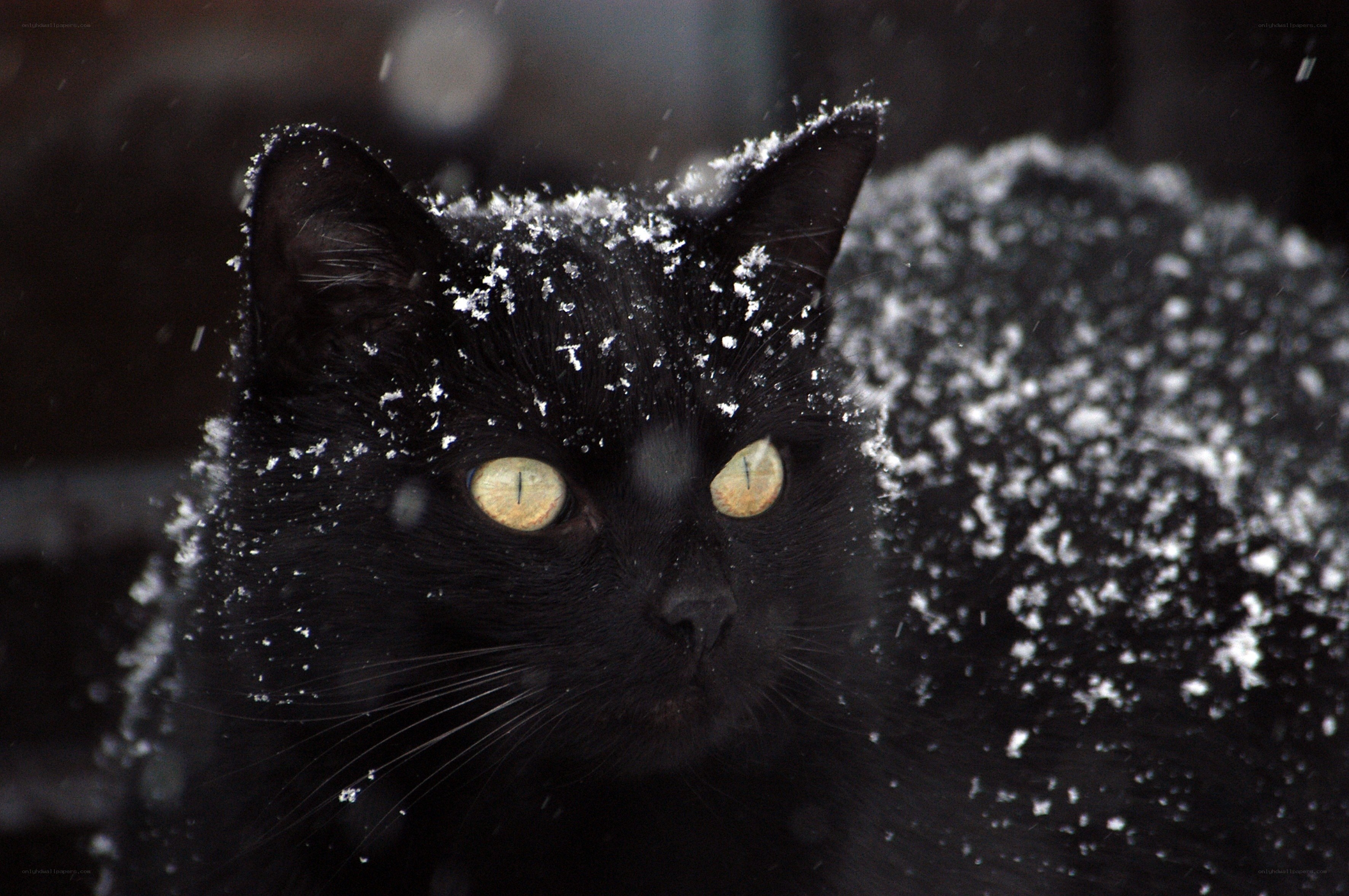 black cat in snowstorm