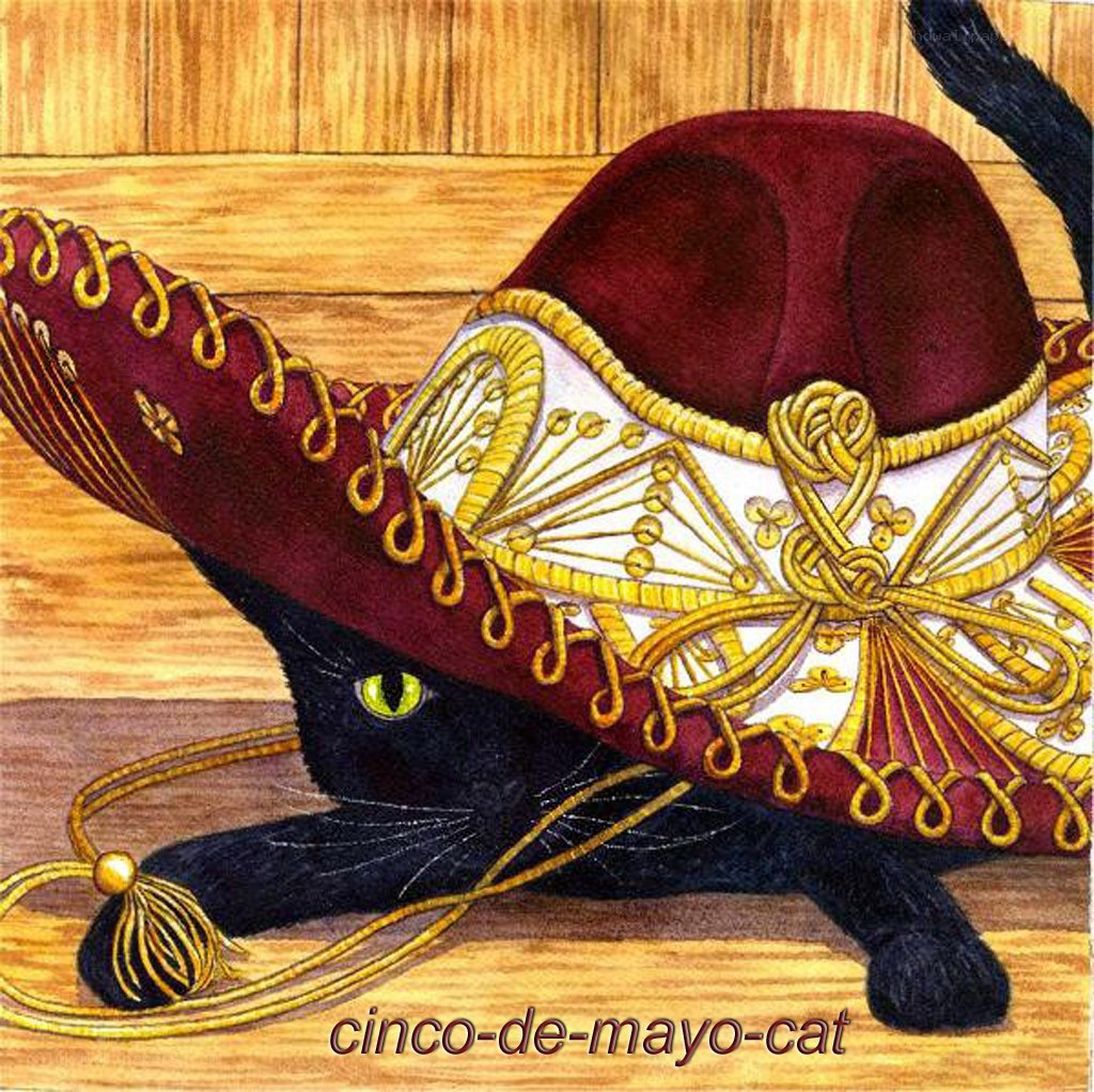 black cat in sombrero