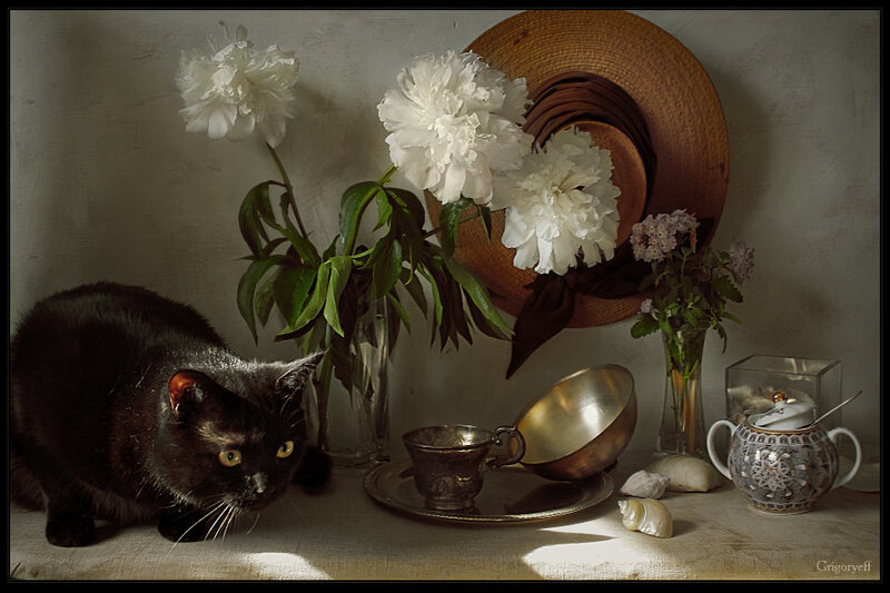 Black Cat in Still Life
