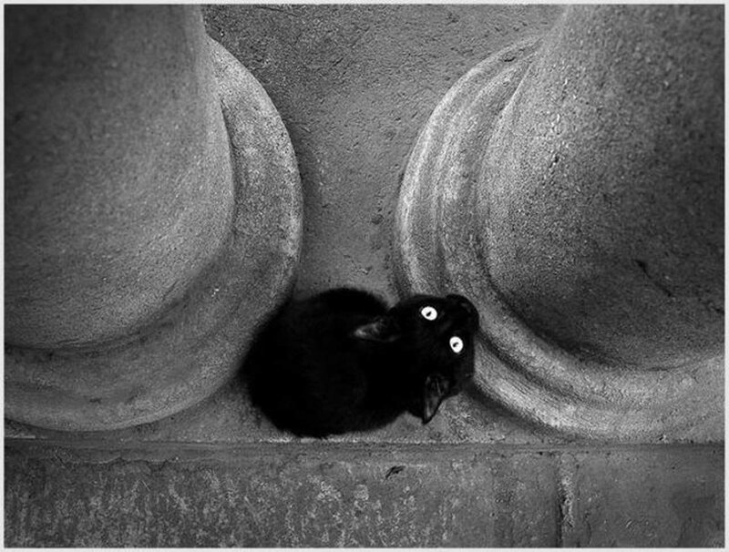Black cat in stone archway