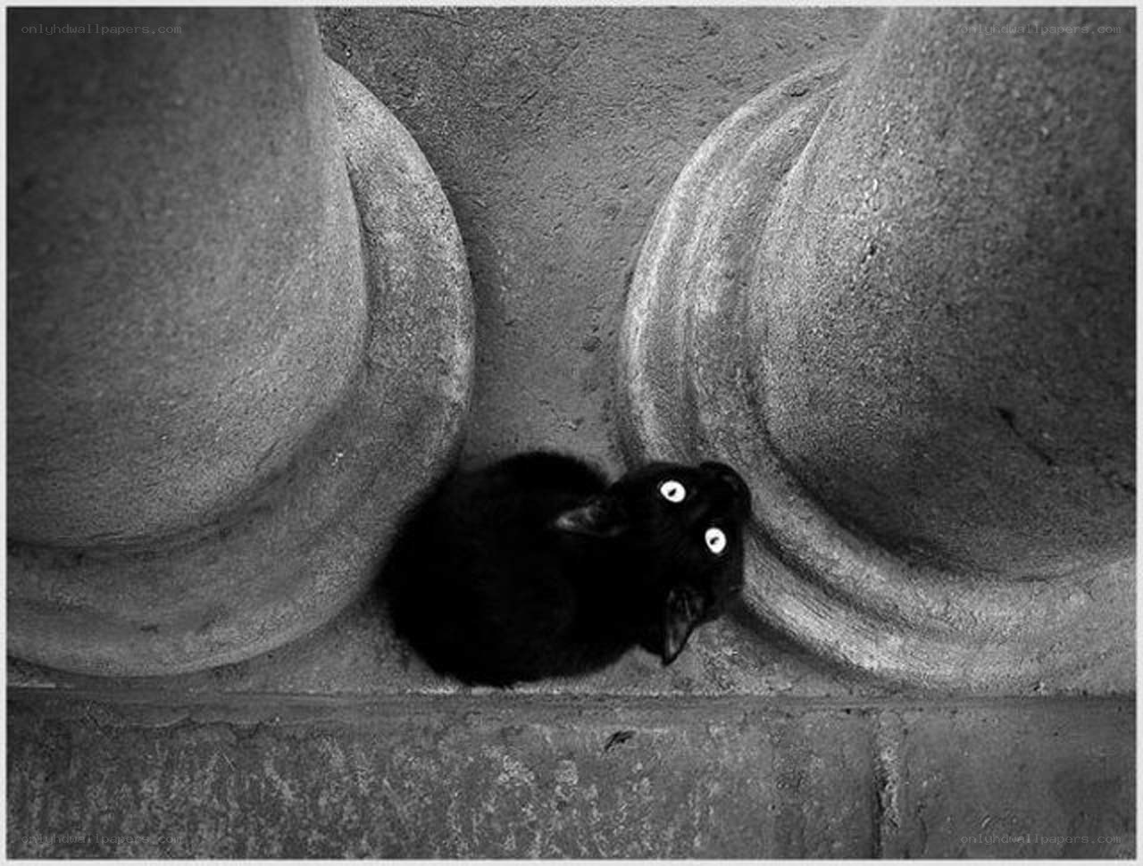 Black cat in stone archway