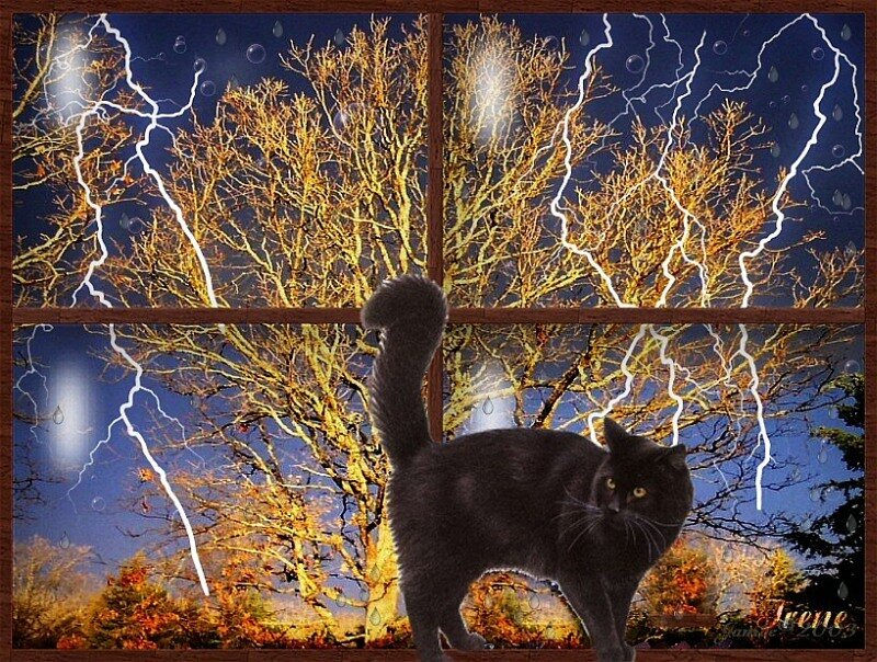 Black cat in stormy window