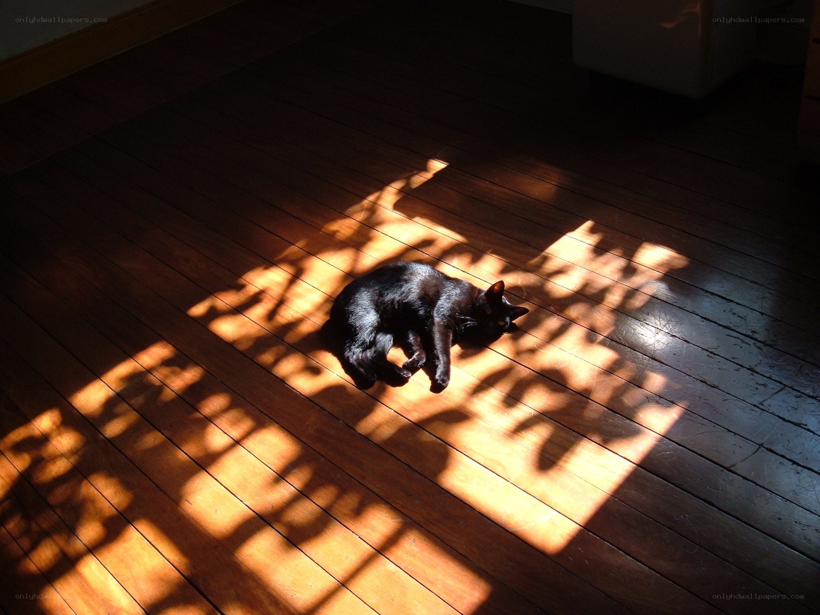 Black cat in sunbeam