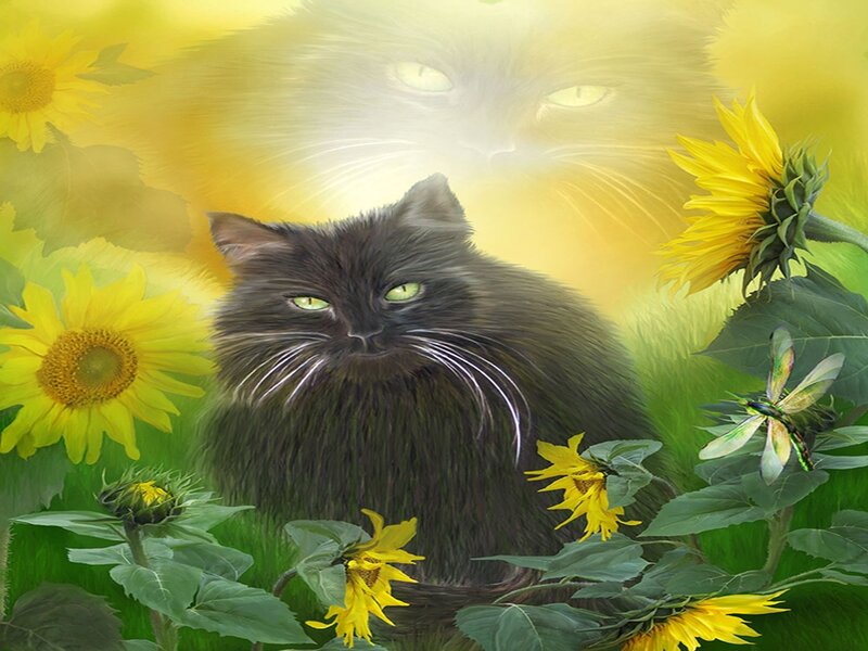 Black Cat in Sunflowers