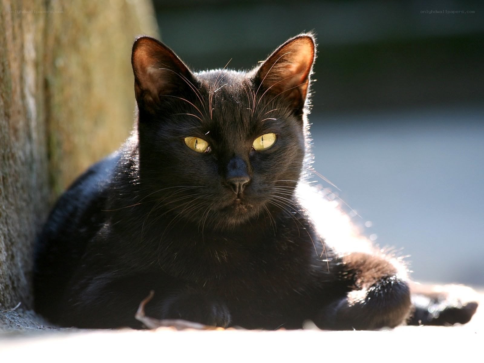 black cat in sunlight