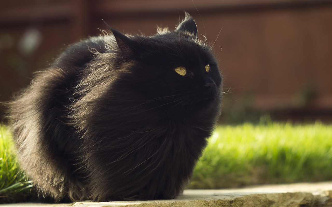 black cat in sunlight