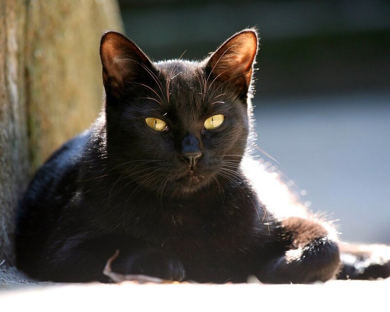 black cat in sunlight