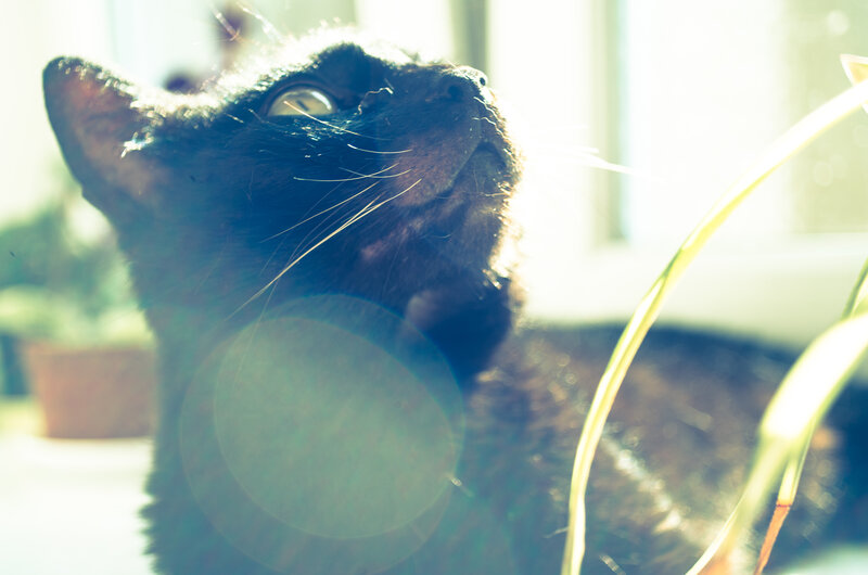 Black Cat in Sunlight — Serene