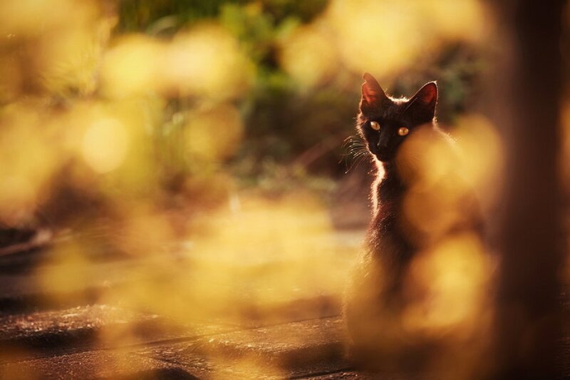 Black Cat in Sunlight — Yellow