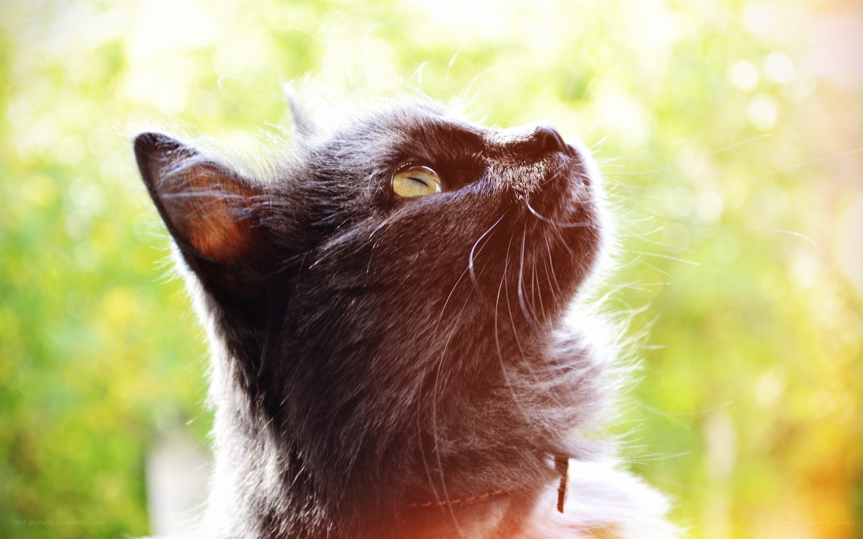 black cat in sunlight