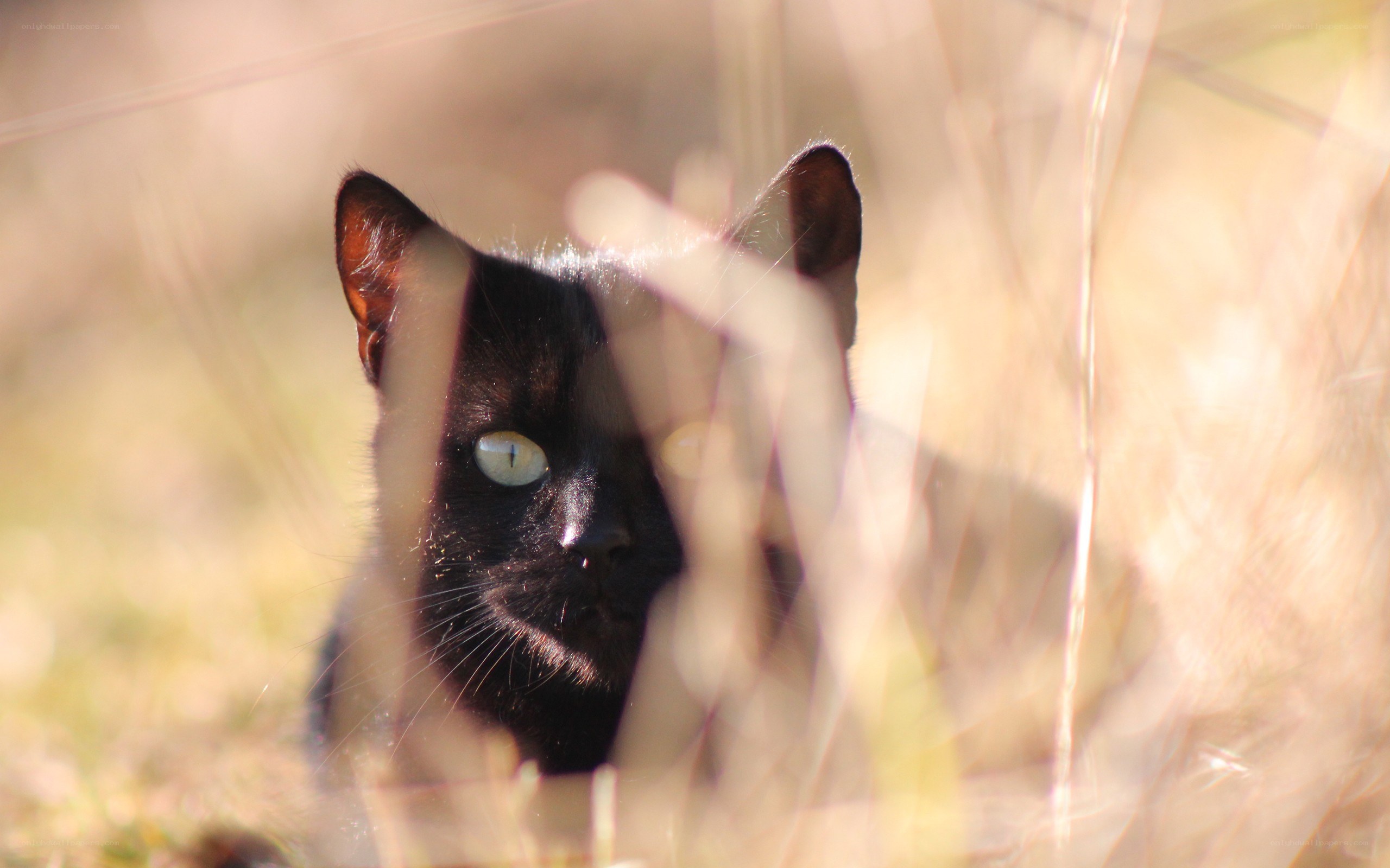 black cat in tall grass