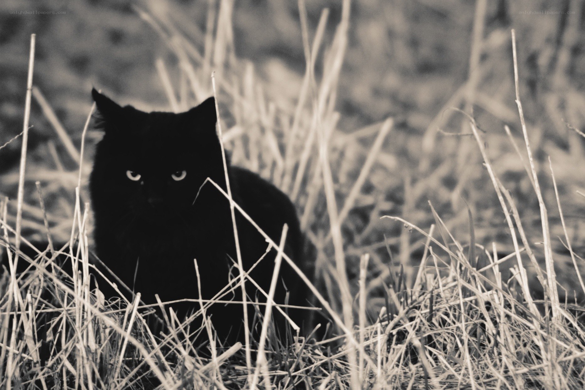 black cat in tall grass