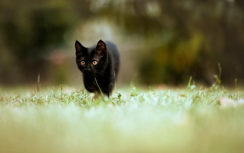 black cat in the grass