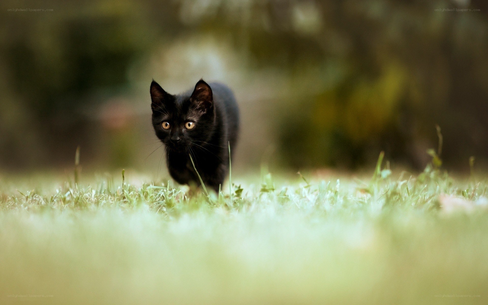 black cat in the grass