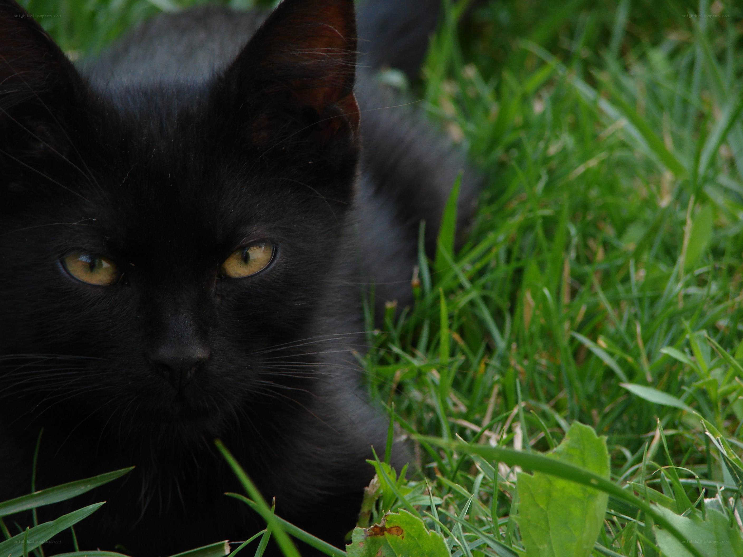 black cat in the grass