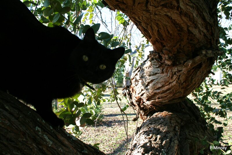 Black Cat in Tree — Calm, Afternoon, Photograph, Leaves