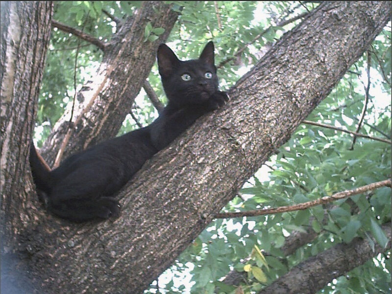 Black Cat in Tree — Calm, Afternoon, Photograph